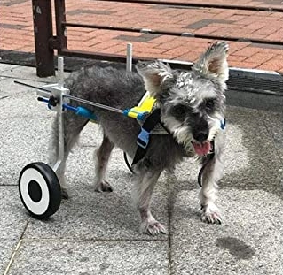 Small Dog Wheelchair for Hind Legs review 