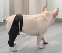 Dog Knee Brace For Torn Acl review 0