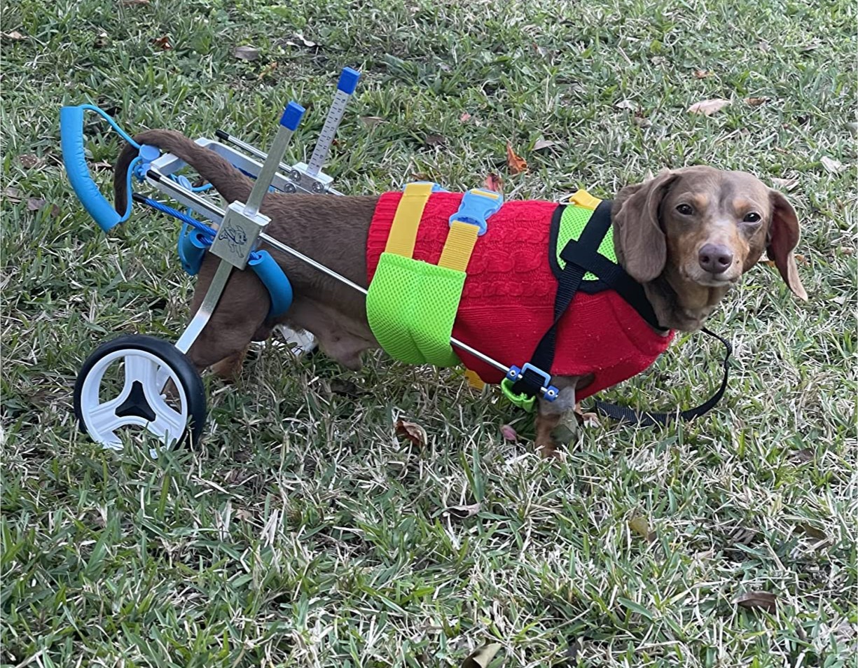 Small Dog Wheelchair for Hind Legs review 0