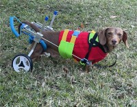 Small Dog Wheelchair for Hind Legs review 0