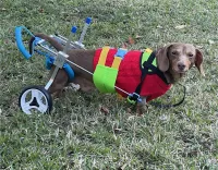 Small Dog Wheelchair for Hind Legs review 0