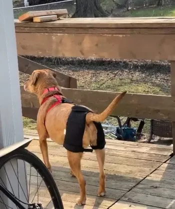 Dog Hip Dysplasia Brace review Ally
