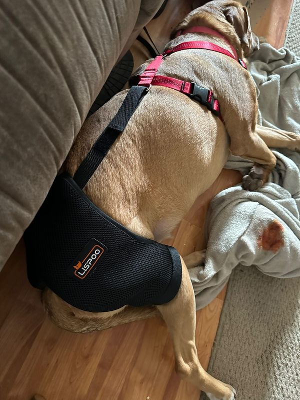 Dog Hip Dysplasia Brace review 0
