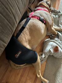 Dog Hip Dysplasia Brace review 0