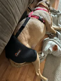 Dog Hip Dysplasia Brace review 0
