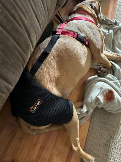 Dog Hip Dysplasia Brace review 
