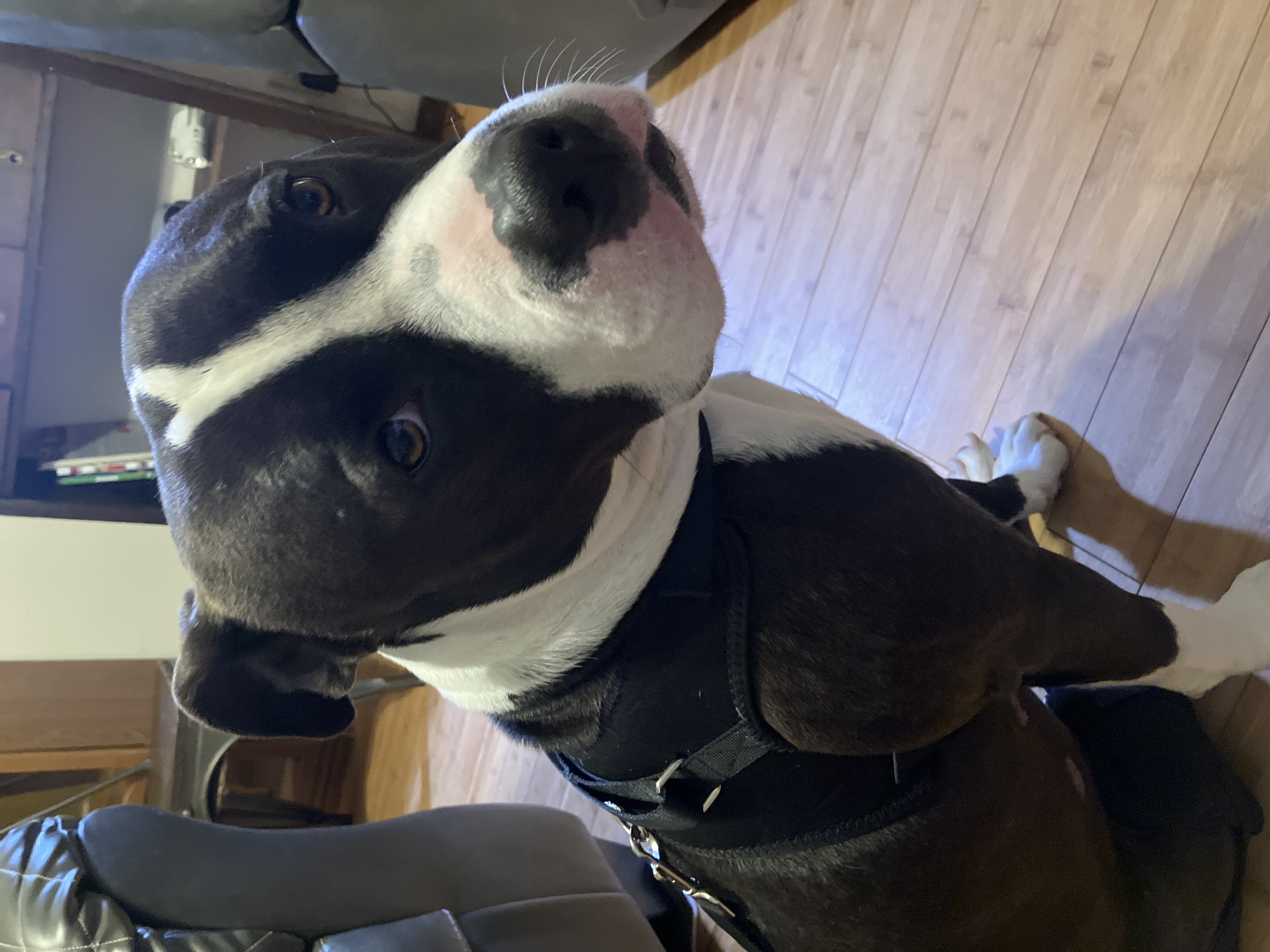 Dog Torn Acl Brace review 0