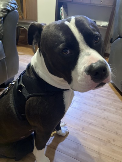 Dog Torn Acl Brace review 