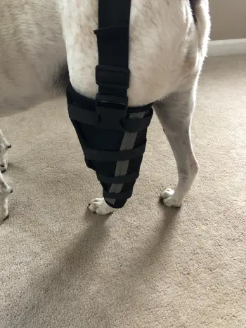 Hinged Dog Leg Brace review Mare 02