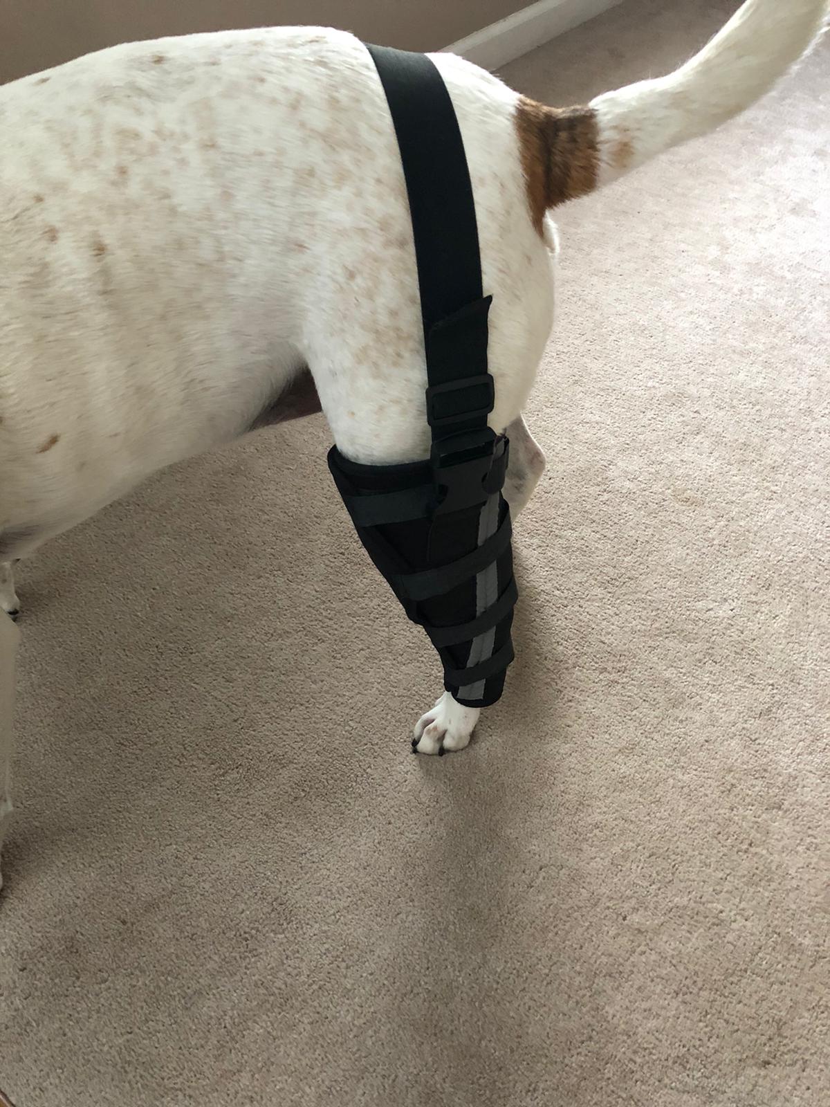 Hinged Dog Leg Brace review 0