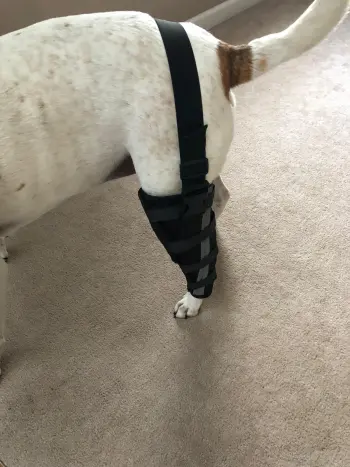 Hinged Dog Leg Brace review Mare 01