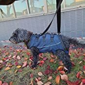Dog Lift Harness Full Body Support review Briana Blondeel 01