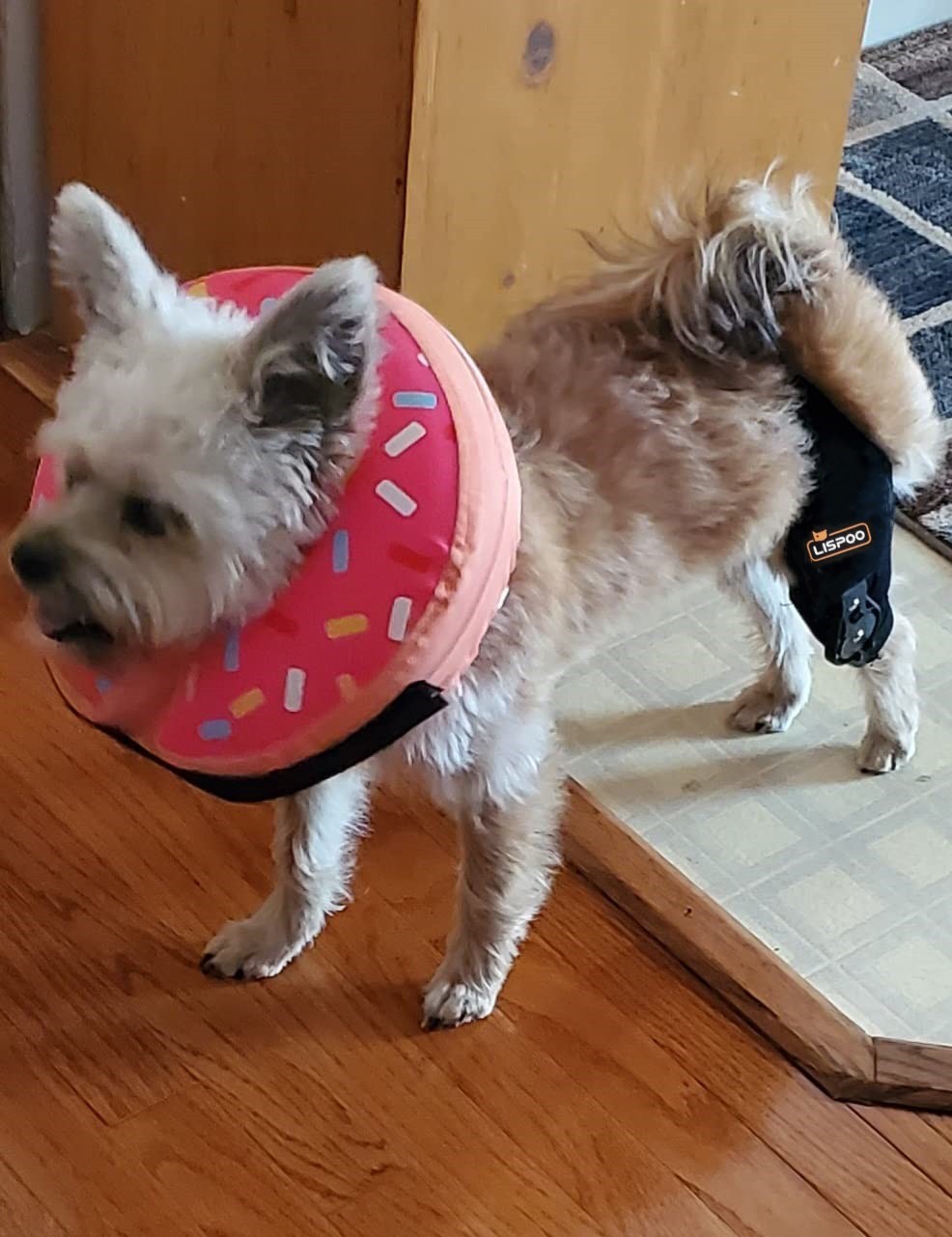 Adjustable Dog Acl Brace review 0