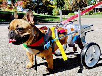 Small Dog Wheelchair for Hind Legs review 0