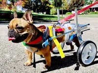 Small Dog Wheelchair for Hind Legs review 0