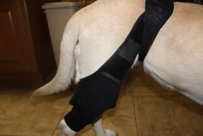 Dog Knee Brace For Torn Acl review 