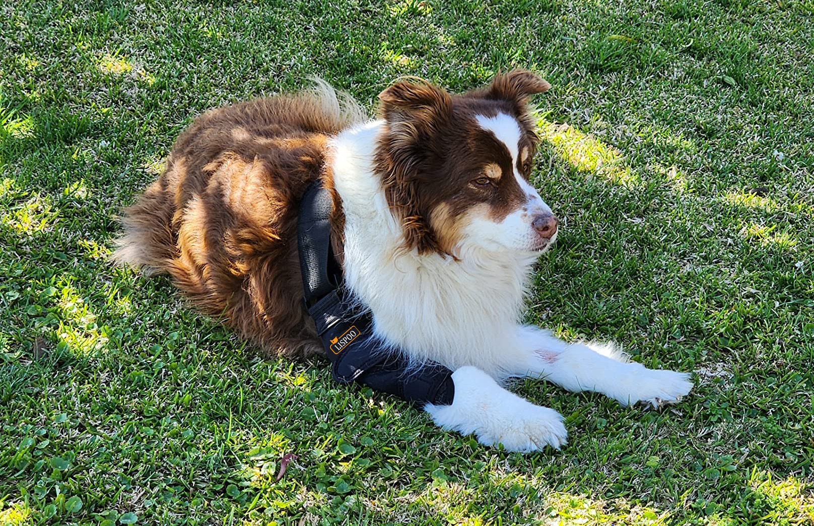 Dog Elbow Brace for Arthritis review Sally