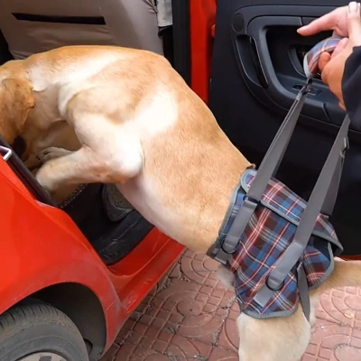 Grid Dog Lift Harness for Back Legs review 