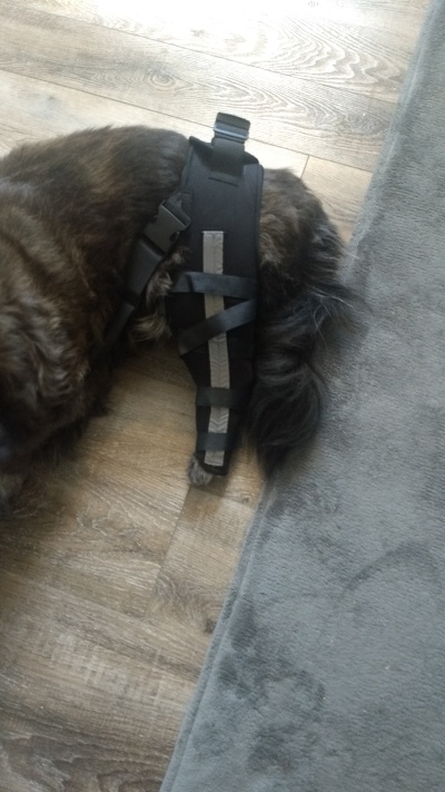 Hinged Dog Double Leg Brace review 