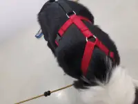 Dog Hip Dysplasia Brace review 0