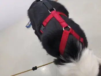 Dog Hip Dysplasia Brace review Eliana