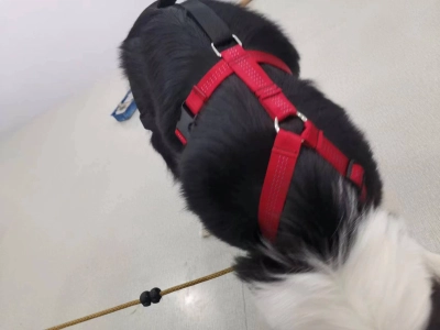 Dog Hip Dysplasia Brace review 