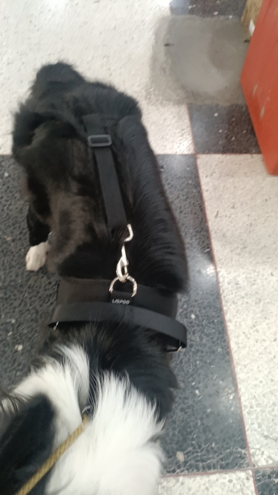 Dog Torn Acl Brace review 