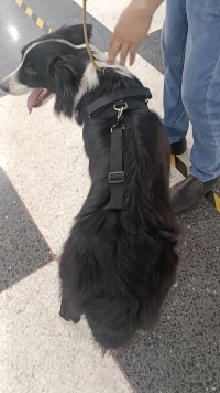Dog Torn Acl Brace review 1