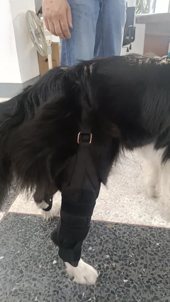 Dog Torn Acl Brace review Caroline 03