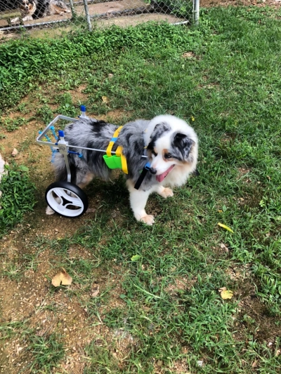 Small Dog Wheelchair for Hind Legs review 