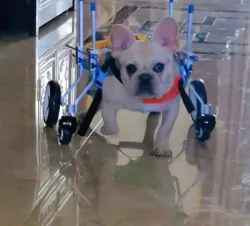 Lightweight Quad Wheelchair for Small Dogs review Bonnie