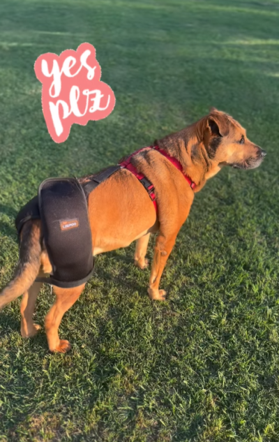 Dog Hip Dysplasia Brace review 