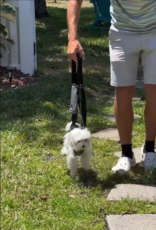 Oxford Full Body Lifting Harness for Dogs review hilton 03