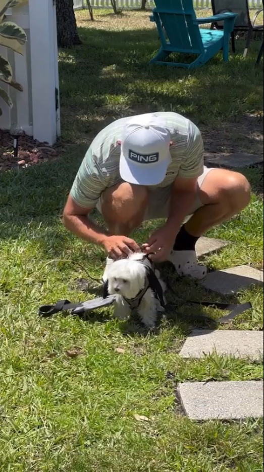 Oxford Full Body Lifting Harness for Dogs review hilton 02