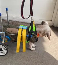 Small Dog Wheelchair for Hind Legs review 0