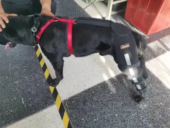 Luxating Patella Dog Knee Brace review wyohalter 01