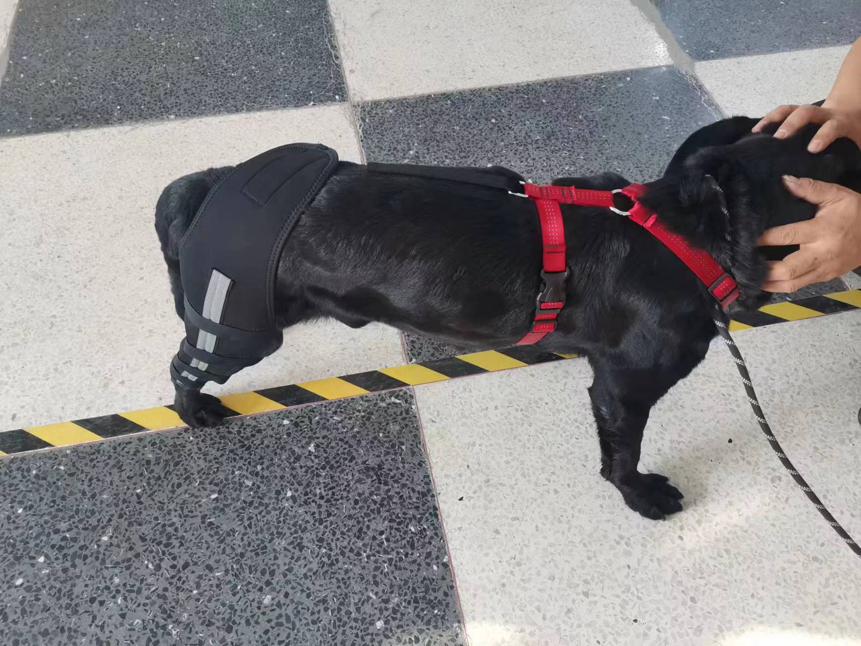 Luxating Patella Dog Knee Brace review 2
