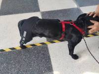 Luxating Patella Dog Knee Brace review 2