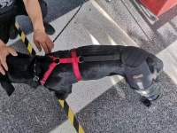 Luxating Patella Dog Knee Brace review 1