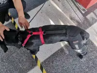Luxating Patella Dog Knee Brace review 1