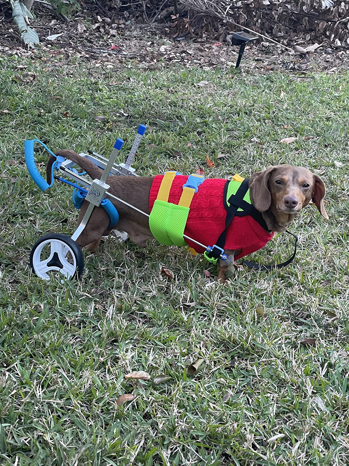 Small Dog Wheelchair for Hind Legs review 0