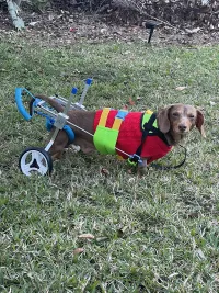 Small Dog Wheelchair for Hind Legs review 0