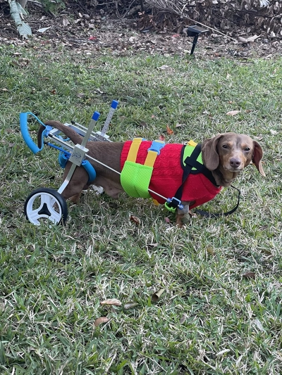 Small Dog Wheelchair for Hind Legs review 