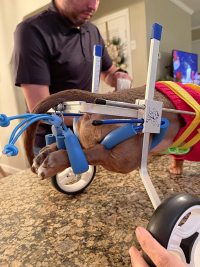 Small Dog Wheelchair for Hind Legs review 1