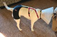 Dog Hip Dysplasia Brace review 0