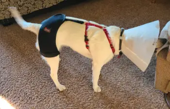 Dog Hip Dysplasia Brace review Daisy 01