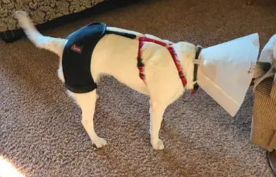 Dog Hip Dysplasia Brace review 