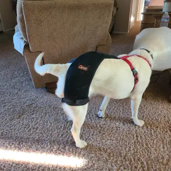 Dog Hip Dysplasia Brace review Daisy 02