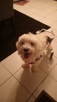Small / Medium Dog Hind Leg Wheelchair review 0