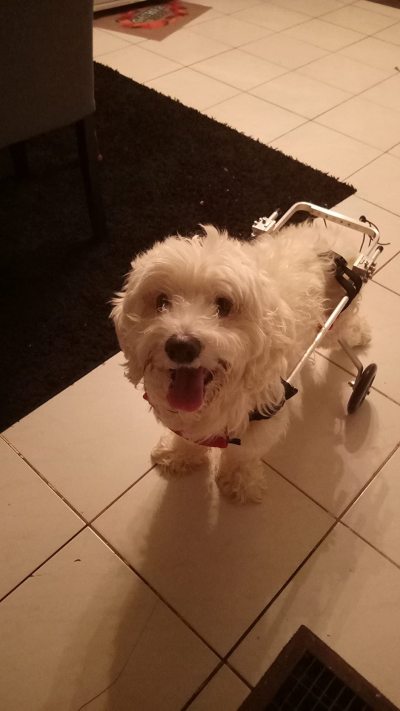 Small / Medium Dog Hind Leg Wheelchair review 